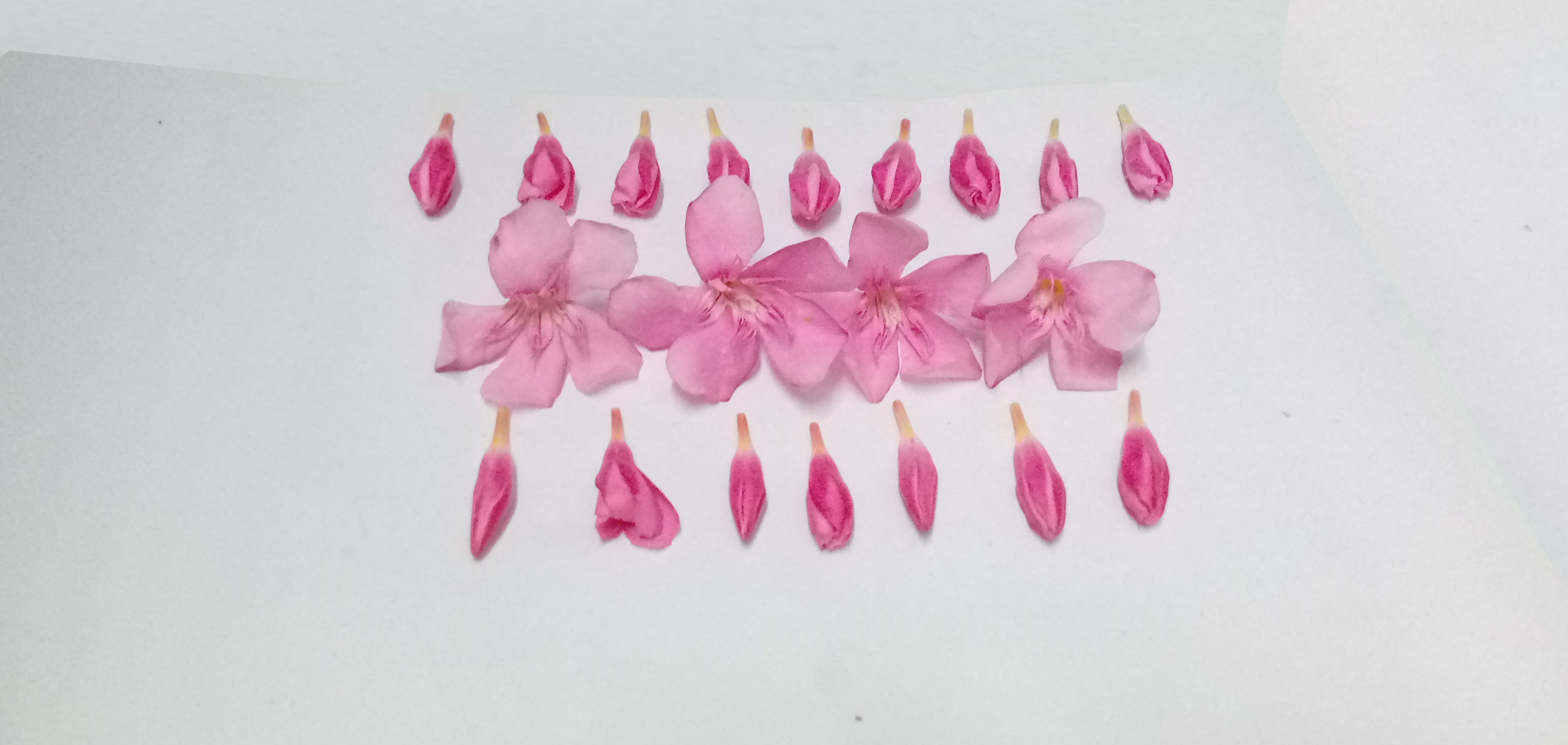 Ganneru / Oleander  flowers